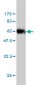 ICOSLG Antibody (monoclonal) (M02)